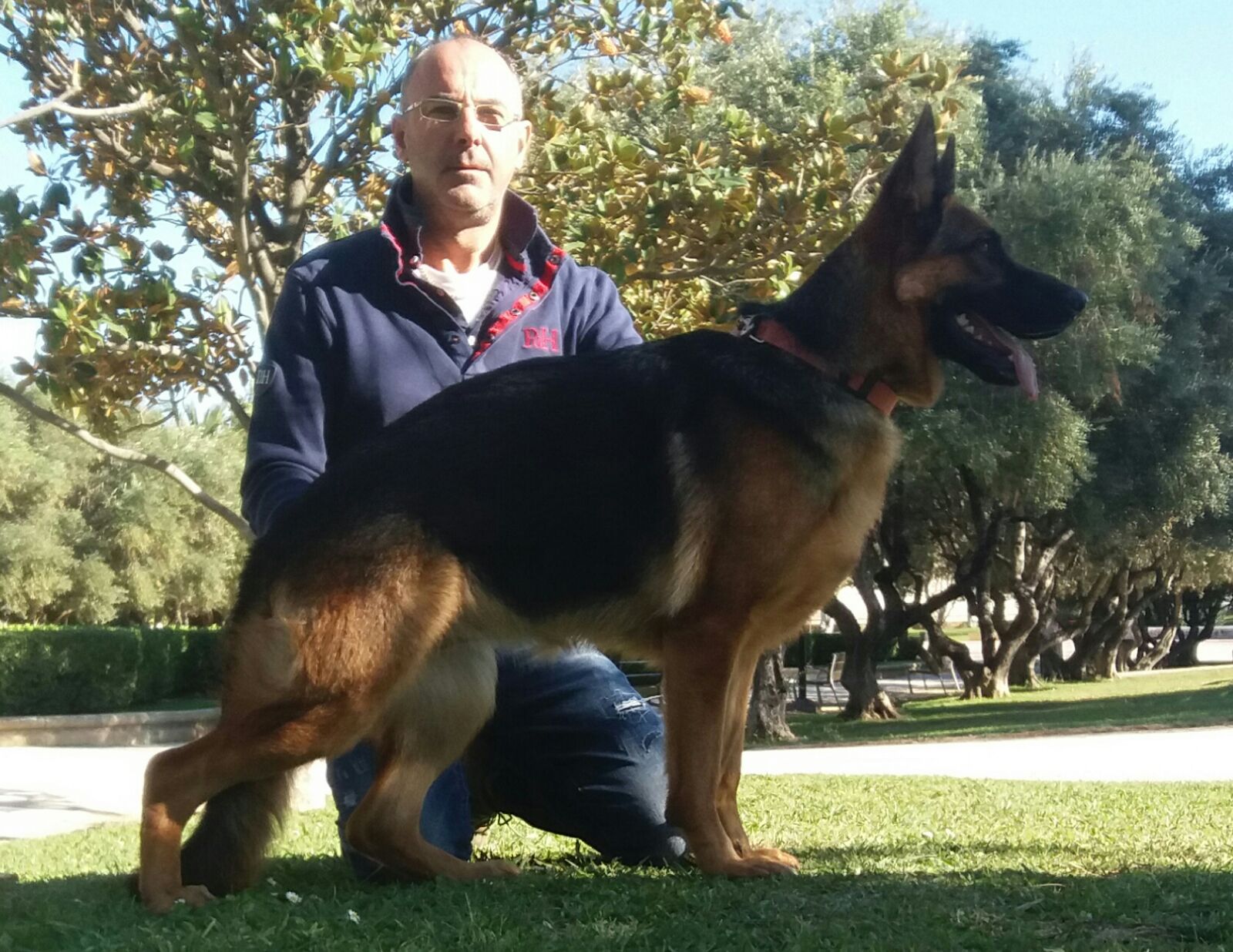 pastores alemanes zqaragoza