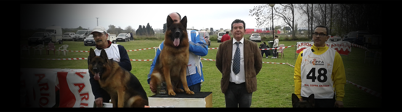 pastores alemanes zaragoza