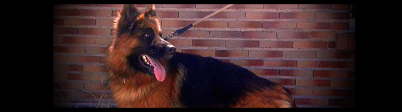 pastores alemanes zaragoza