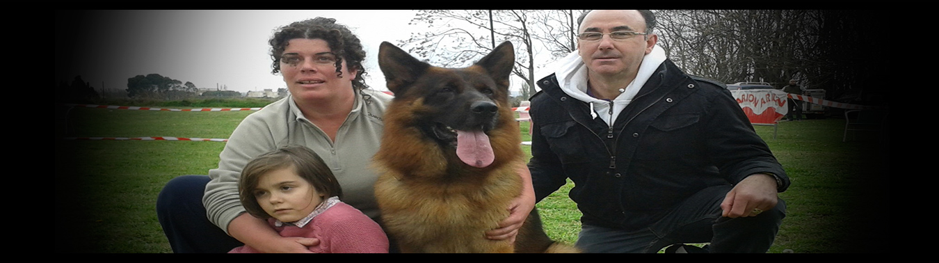 pastores alemanes zaragoza